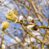 Верба расцвела! :: Сергей Ц