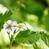 Цветки земляники :: Олег Подлесных