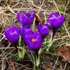Крокусы :: Рита Симонова
