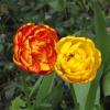 Тюльпаны :: Freddy 97