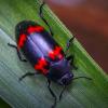 Жук-блестянка :: Aleksey Afonin