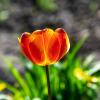 Тюльпан :: Игорь Сикорский