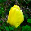 Жёлтый тюльпан в розовом кусту. :: Милешкин Владимир Алексеевич 
