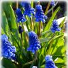 Мускарии :: Наталья ***