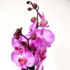 Орзидея :: Елена Галата