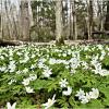 Ветреница в лесу. :: Валерия Комова