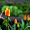 Тюльпаны :: Юрий Гайворонскiий