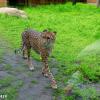 Гепард в ростовском зоопарке :: Нина Бутко
