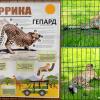 Гепард в ростовском зоопарке :: Нина Бутко