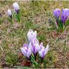 Крокусы :: Лия ☼