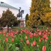 Пришло время тюльпанов :: Галина Бобкина