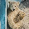 малыш полярный :: Аркадий Лаптенко