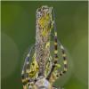 ПАУК АРГИОПА ТРЁХПОЛОСНАЯ (ARGIOPE TRIFASCIATA). :: Александр Григорьев