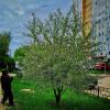 Цветущий май :: Алексей Архипов