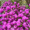 Spring is coming 05-2026 2 :: Arturs Ancans