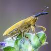 Weevil :: Александр Григорьев
