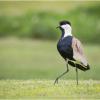 Шпорцевый чибис (Vanellus spinosus). :: Александр Григорьев