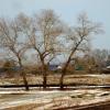 Три тополя...не на плющихе. :: nadyasilyuk Вознюк