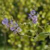 Gamander-Ehrenpreis (Veronica chamaedrys), :: Heinz Thorns