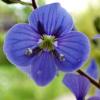 Gamander-Ehrenpreis (Veronica chamaedrys), :: Heinz Thorns