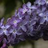 Сирень :: Natali 
