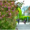 Цветущий май. :: Михаил К