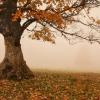 misty autumn :: Elena Wymann