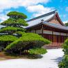Сосна «Сухопутная лодка» :: Сергей Сомихин