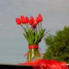 Тюльпаны. :: nadyasilyuk Вознюк