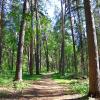 Дорожка в сосновом лесу :: Александр 