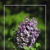 СИРЕНЬ :: Владимир Кроливец