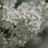 Сирень :: Наталия Григорьева