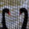 Всюду любовь :: Константин Уткин