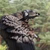 Рогатый ворон :: SanSan