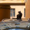 КОШКИН ДОМ :: Александр Кустов