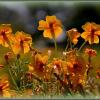 Как прекрасен этот мир... :: Aleksandr Gal