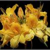 *** :: Aleksandr Gal