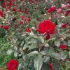 Almaty. :: Murat Bukaev 