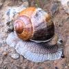 Улитка :: Наталья 