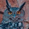 Eurasian or Rock Eagle Owl :: Yudong Liu