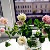 Просто клеверок.Ах,лето... :: Ирина 