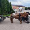 Кони пони. :: Ольга 