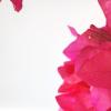 Ring flower :: MAHMOOD • iNKSTECHSHUB PHOTOGRAPHY