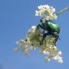 Cetonia aurata :: Владимир Лазарев