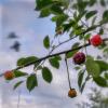 Маленький мух спрятался от дождя :: AZ east3