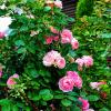 Городские цветы :: Alisia La DEMA