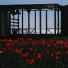 Утро в царстве апрельских тюльпанов. :: Анатолий Щербак