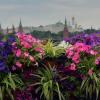 Петунии на Патриаршем мосту. :: Татьяна Помогалова