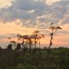 Вечер в поле :: Сергей Кочнев