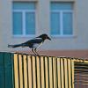 СанИнспектор по мусоркам главный) :: Giant Tao /